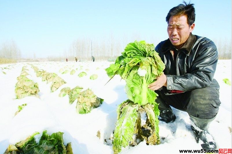 平山60余亩白菜难出菜地