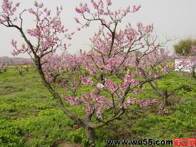 风云旅游：内邱长寿百果庄园[河北邢台] 