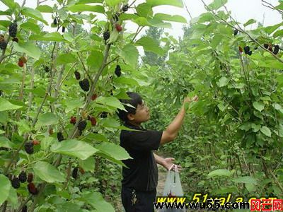 风云旅游：文安洼[河北廊坊] 