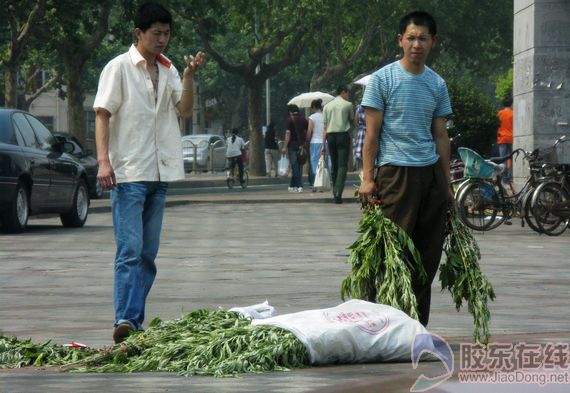 艾草飘香生意火 老农卖艾草一天纯挣二三百(图)