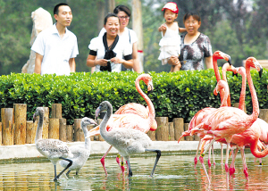 石家庄：4只火烈鸟宝宝今与游客见面（图） 