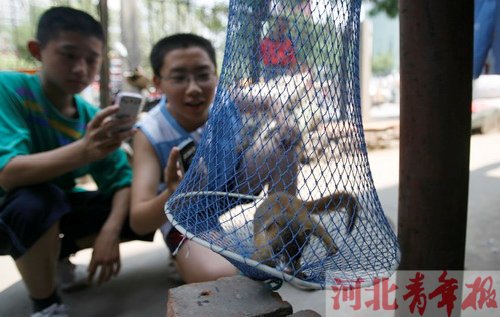 黄鼠狼情侣闯商店 石家庄店主四小时擒住