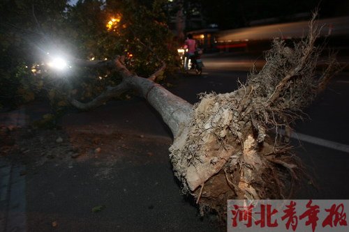 昨日傍晚石家庄大风连根拔起路边大树