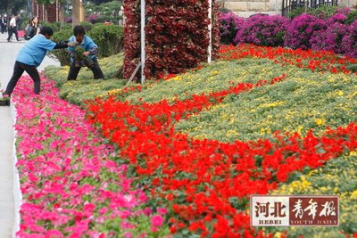 石家庄：迎国庆 300余万盆鲜花陆续上岗