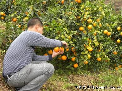 石家庄脐橙预订火爆 团购价将再降