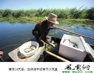 白洋淀2000亩水域鱼3天死光 官方称缺氧导致