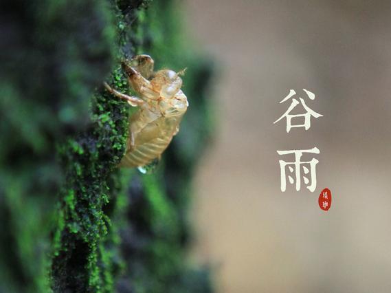 谷雨--雨生百谷春盎然