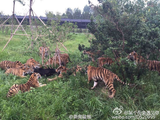 游客记录上海野生动物园猛虎咬死黑熊全程(组图)